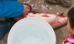 杀鱼视频,揭秘残忍捕捞过程